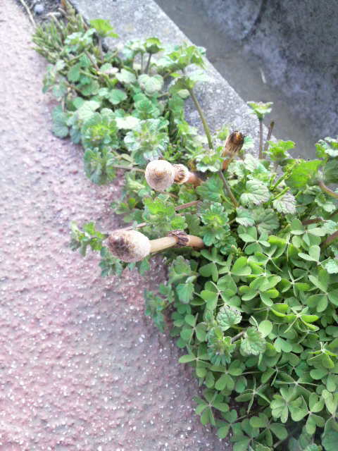 2010031715120000.jpg