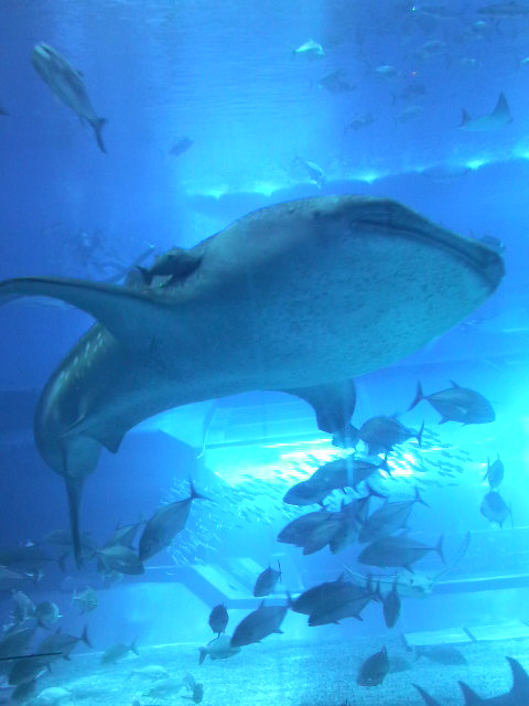 2010060111380000.jpg